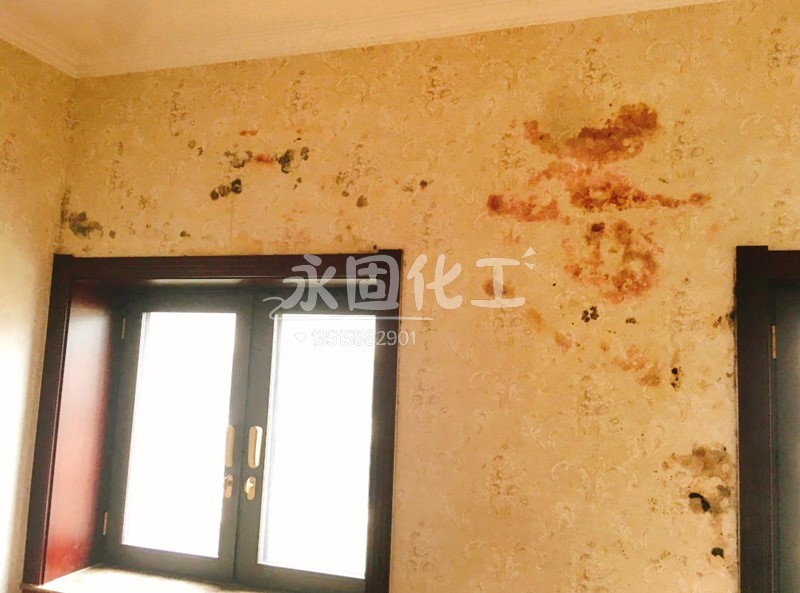 墙面又潮又霉还开裂？宁波永固化工老师傅揭秘：问题可能出在您家的“胶”上！